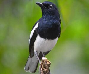 Perbedaan Burung Kacer dan Poci