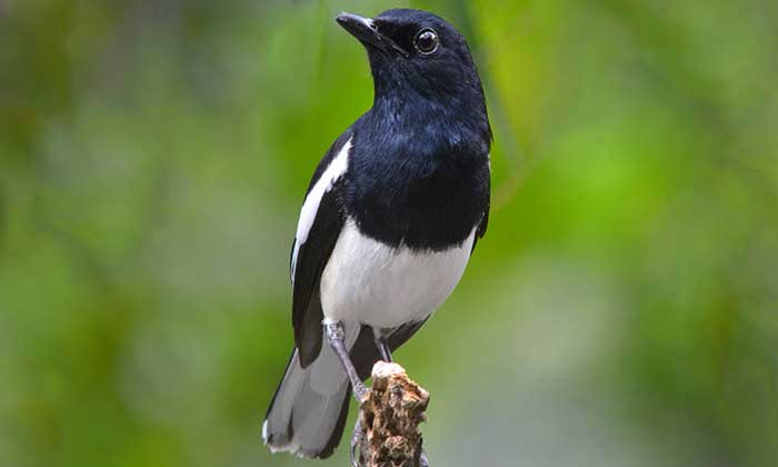 Perbedaan Burung Kacer dan Poci