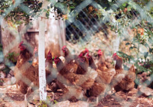 artikel tentang kandang ayam